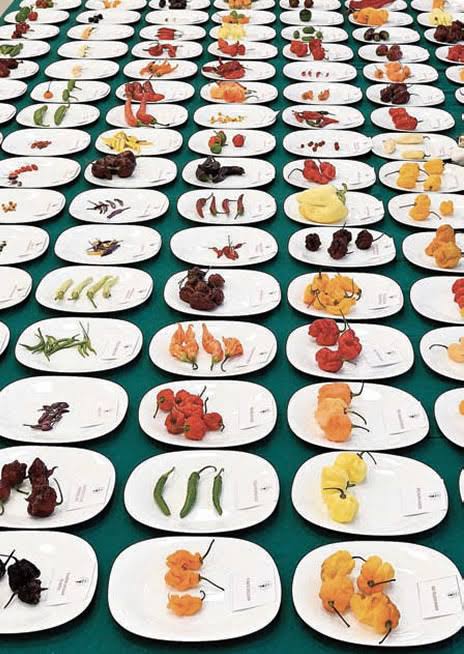 PEPERONCINO FESTIVAL EXPERIENCE CON PERNOTTAMENTO