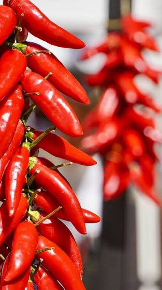 PEPERONCINO FESTIVAL EXPERIENCE